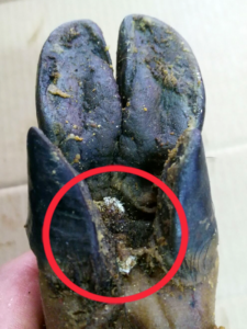 Necrobia rufipes, larvas pezuña jamón. Escarabajo jamón.