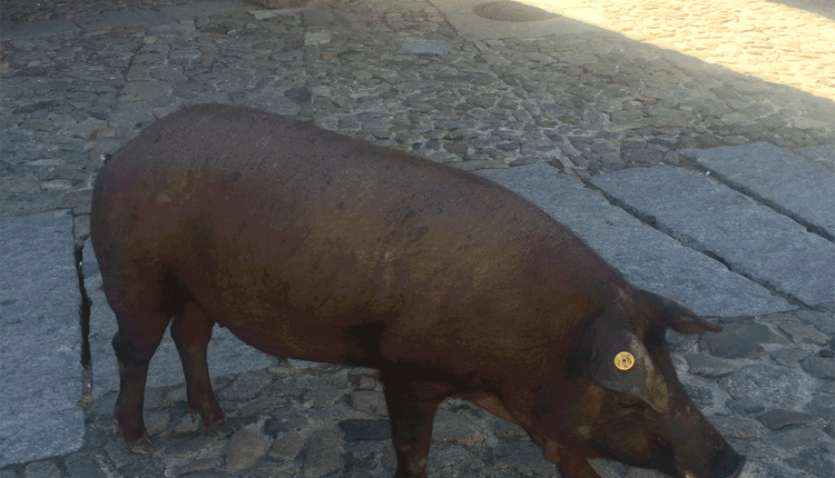 marrano-san-anton-la-alberca-jamonlovers