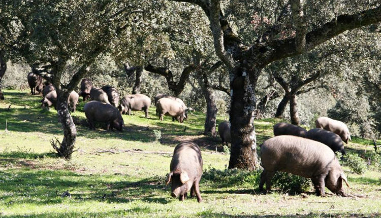 cerdo-iberico-dehesa-los-pedroches-montanera-jamonlovers