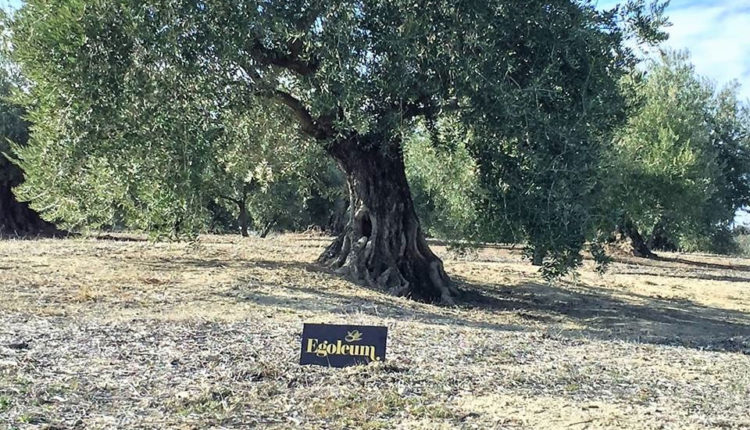 egoleum-olivos