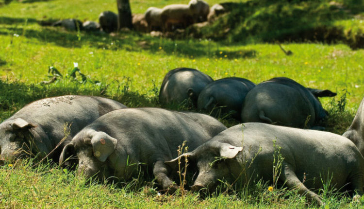 cerdos-ibericos-dehesa-jamon-jabugo-jamonlovers