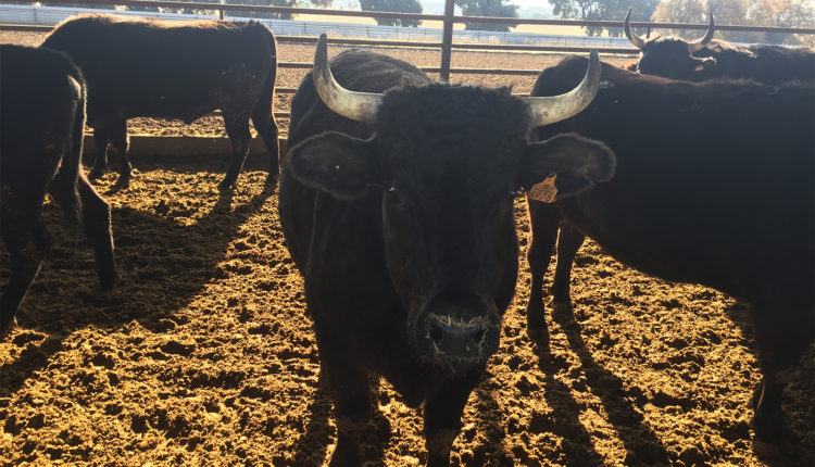 visita-finca-santa-rosalia-ejemplares-wagyu-jamonlovers