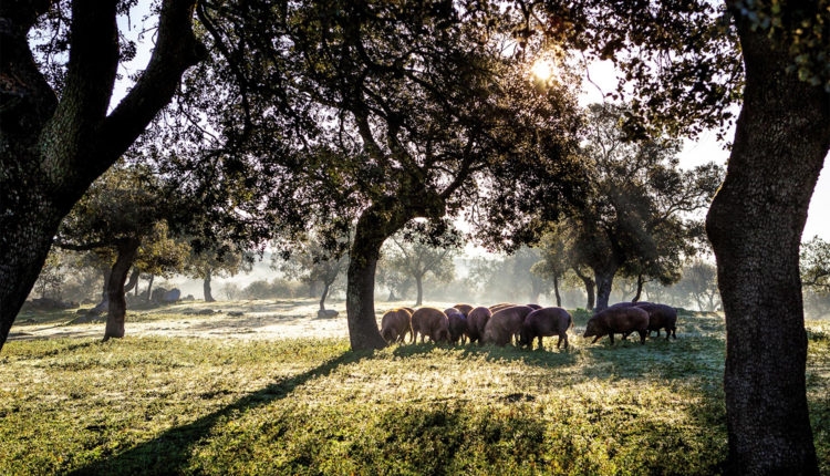 montanera-covap-visita-dehesa-jamonlovers