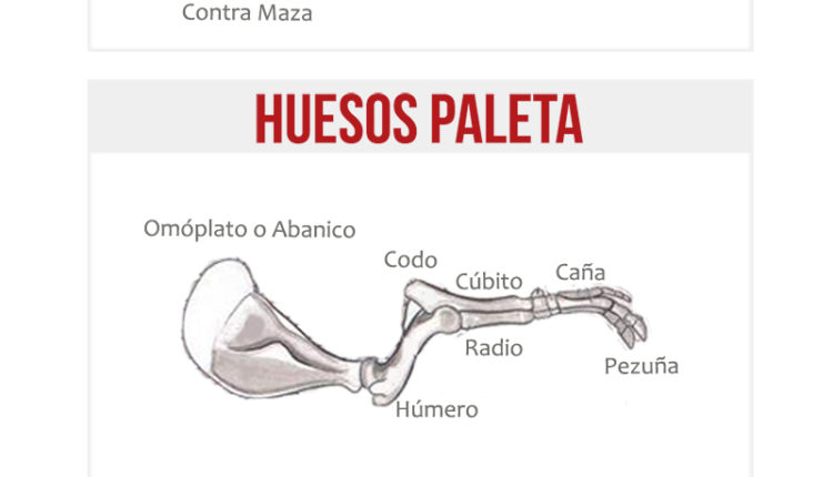 partes-paleta-huesos-paletilla-jamonlovers