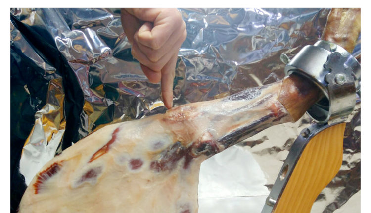 corte-paleta-comenzar-maza-paletilla-jamonlovers