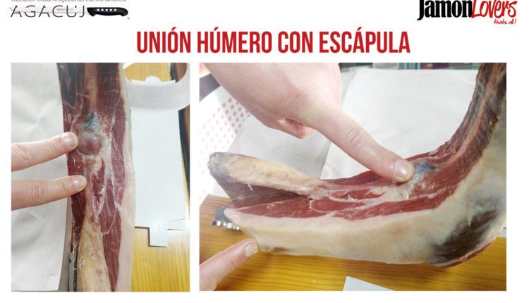 como-cortar-paletilla-union-humero-escapula-corte-paleta-jamonlovers