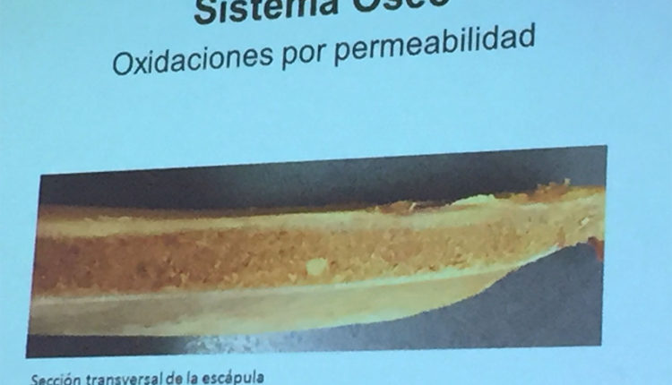 anomalias-jamon-oxidaciones-permeabilidad-vicente-olmos-congreso-mundial-jamon-jamonlovers