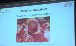 Sangre en la cadera. Anomalías del jamón, implicaciones del sistema linfático, vascular y óseo, por Juan Vicente Olmos en el Congreso Mundial del Jamón