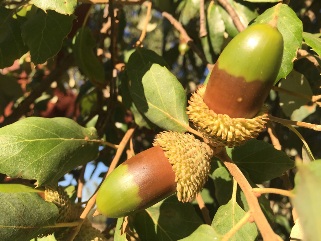 Bellota Alcornoque Cascabullo o Mangurrio
