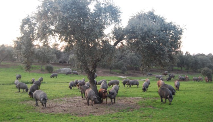 dehesa-cerdo-iberico