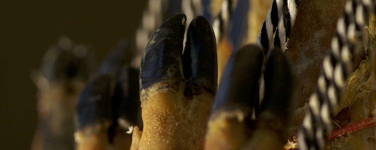 preguntas-frecuentes-jamon