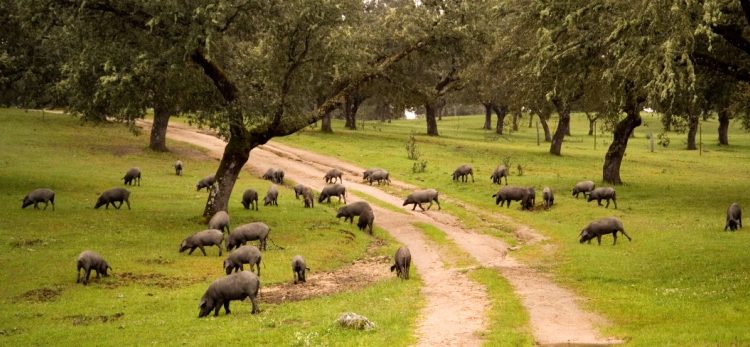 ruta-jamon-pedroches