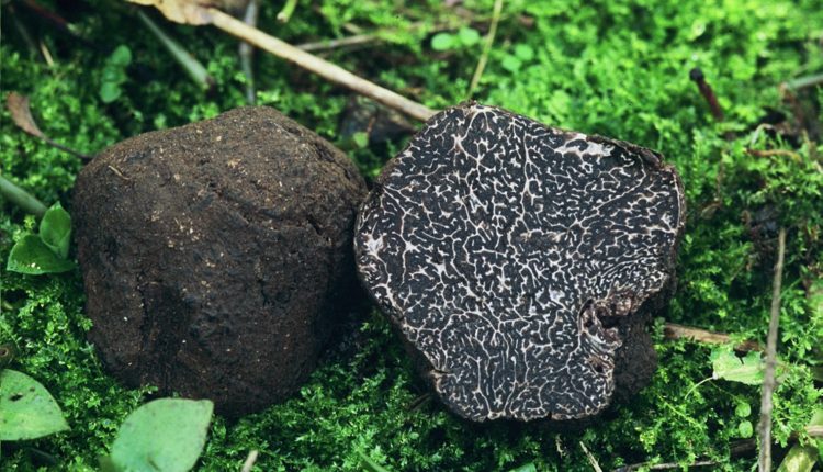 trufa-negra