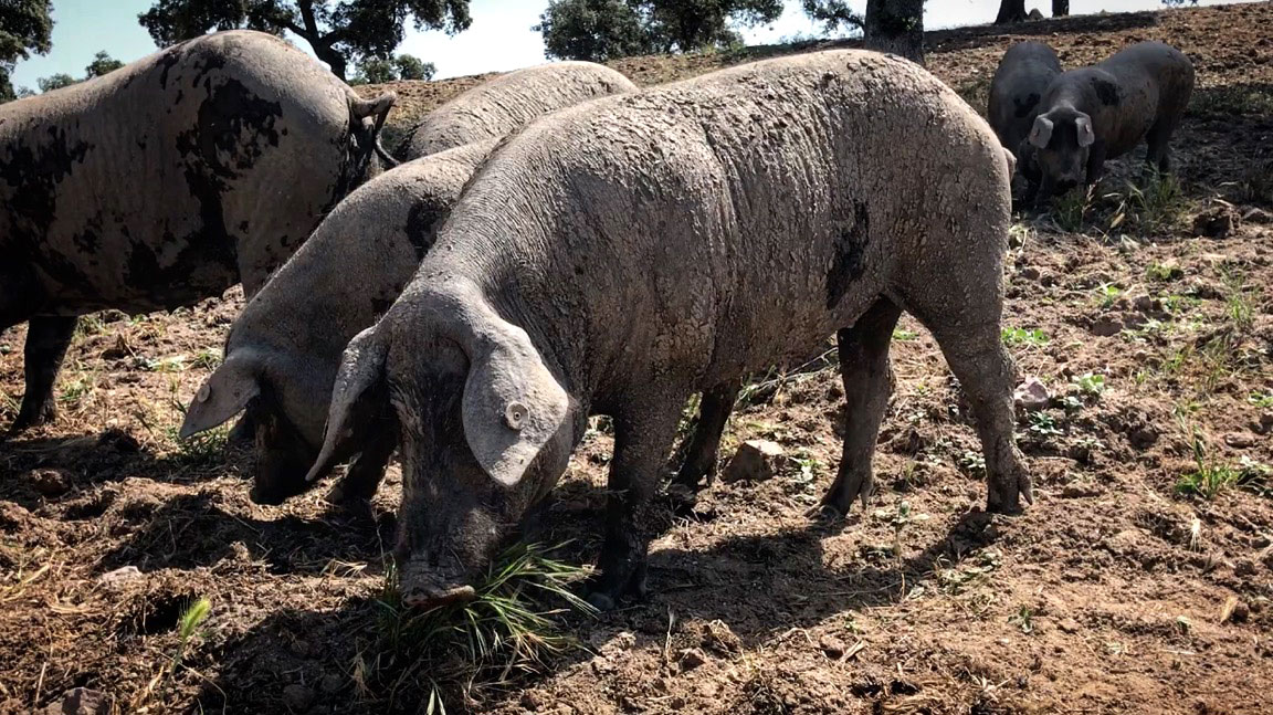 Los primales, cría del cerdo ibérico