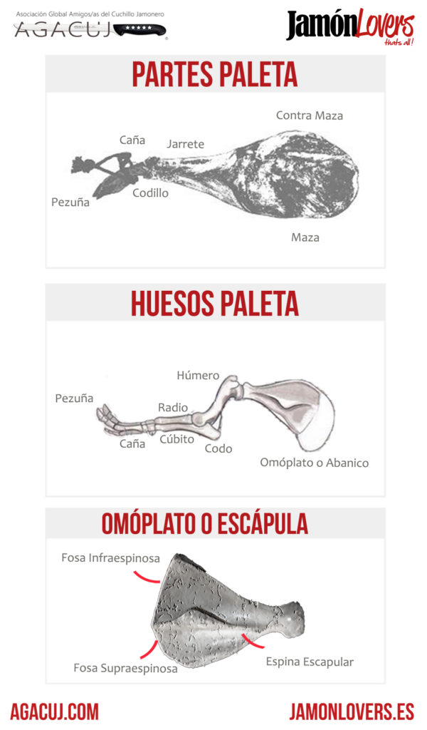 Partes y huesos de la paleta