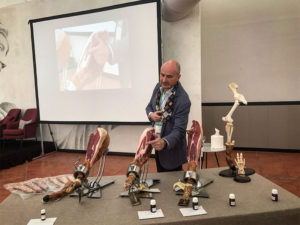 Aspectos anatómicos y de proceso de interés para el corte y degustación de jamón curado. Juan Vicente Olmos Llorente