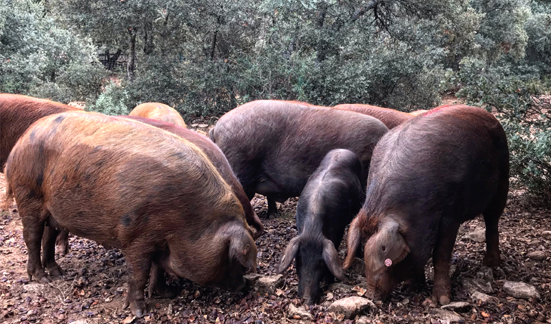 El rubio dorado de la Serranía de Ronda