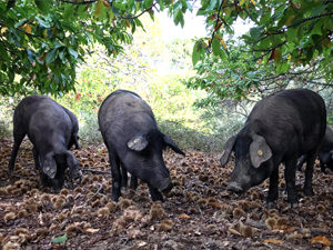 Premontanera de Castaña