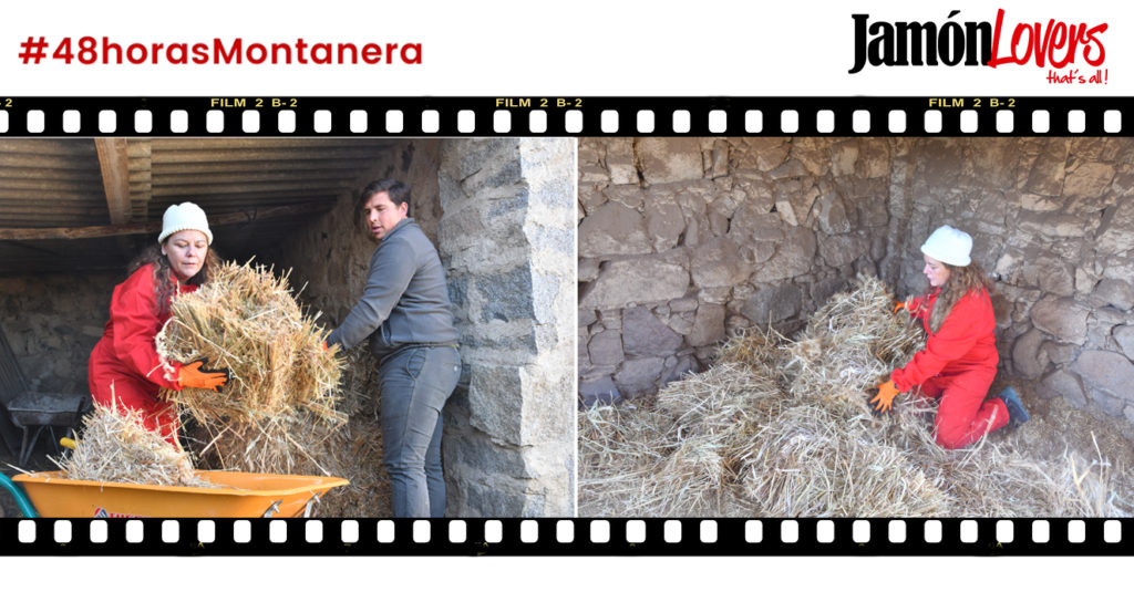 48 Horas Montanera: Capítulo 2. Preparación de las camas para los cerdos