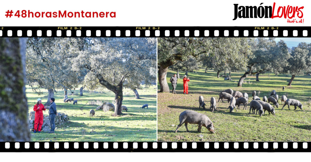 48 Horas Montanera: Capítulo 2. Visitamos a los primales