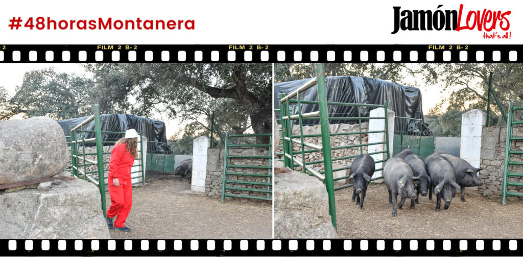 48 Horas Montanera: Capítulo 3. Llevamos a dormir a los cochinos a las zahúrdas