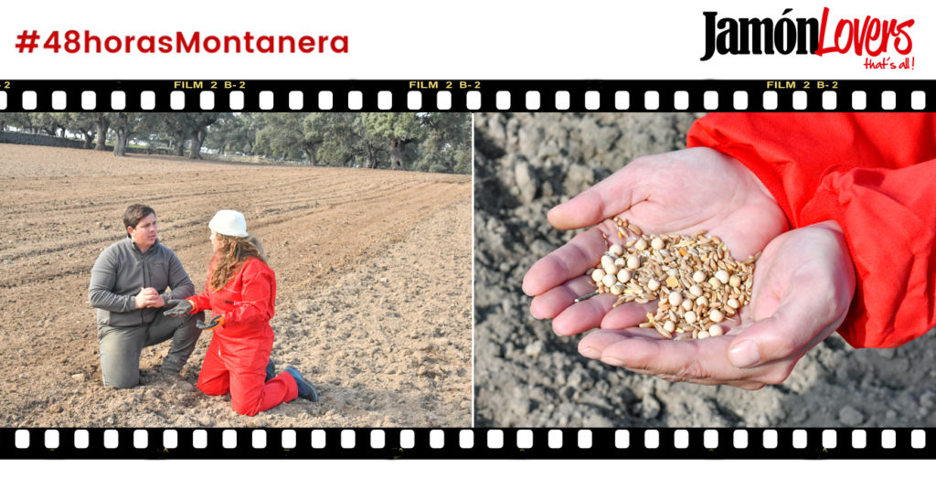 48 Horas Montanera: Capítulo 4. La siembra de triticale y guisantes