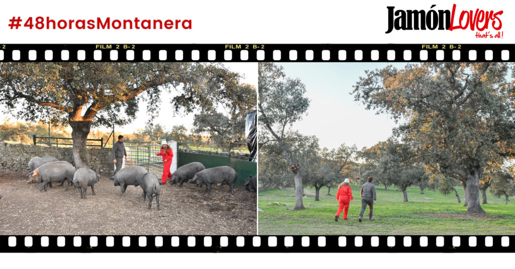 48 Horas Montanera: Capítulo 5. Las 48 horas montanera llegan a su fin 
