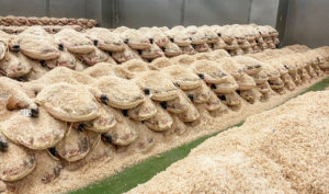 Proceso de salazón del jamón, ¿en qué consiste?