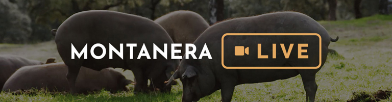 Accede a Montanera Live de Ibéricos COVAP