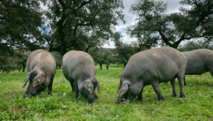 Alimentación a base de bellota y hierba, la montanera