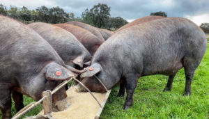 Alimentación de cebo de campo en extensivo