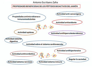 Péptidos bioactivos del jamón 