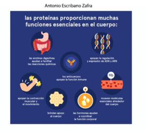 Proteínas jamón, aminoácidos