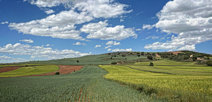 Campos cereales Teruel base de los piensos de los que se alimentan los cerdos de los que se obtiene el Jamón DOP Teruel