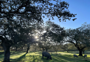 Montanera 959, conexión directa con la dehesa