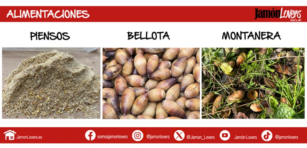 Alimentación piensos vs alimentación montanera